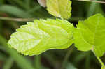 Dwarf hackberry